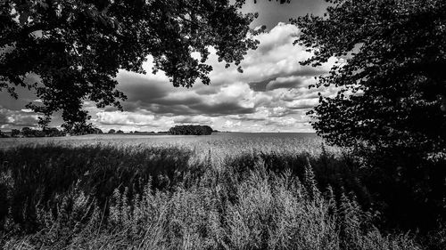 Scenic view of field against sky