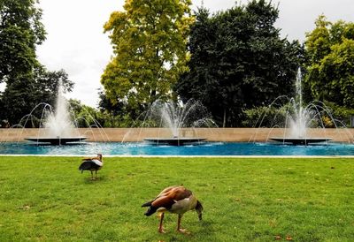 Water splashing on fountain in lake against trees