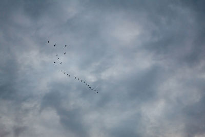 Low angle view of birds flying in sky