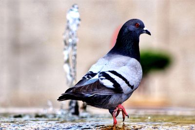 Close-up of bird perching on a lake