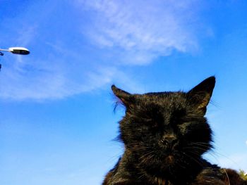 Low angle view of cat against blue sky