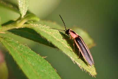 Close-up of insect on plant