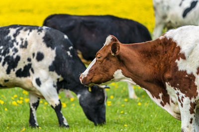 Cow in spring