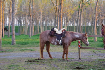 Horse standing in a forest