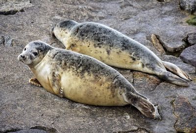 Two seals at the baltic sea in gdynia poland