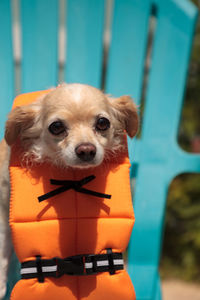 Close-up portrait of a dog