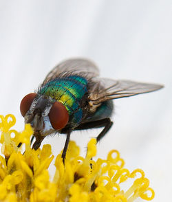 Close-up of insect on flower