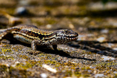 Close-up of lizard on land