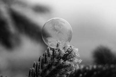 Close-up of raindrops on flowering plant