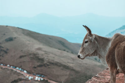 Side view of horse