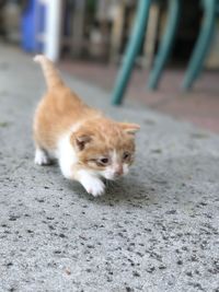 Portrait of ginger cat