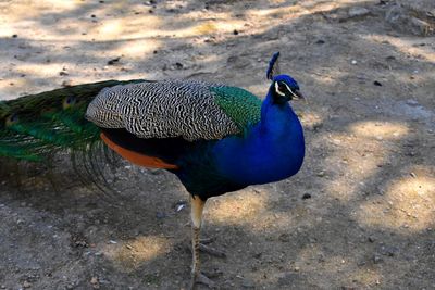 High angle view of a peacock