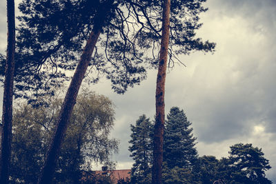 Low angle view of trees against sky