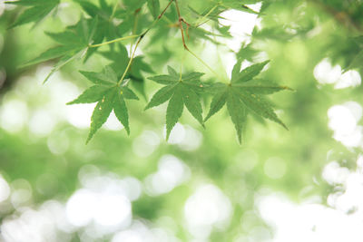 Low angle view of leaves on tree branches 