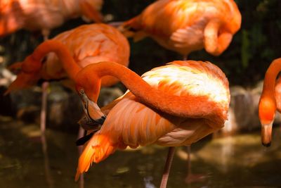 Close-up of birds on land