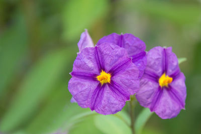flowering plant