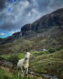 View of sheep on landscape