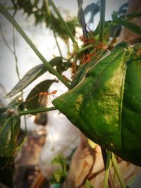 Close-up of insect on leaf