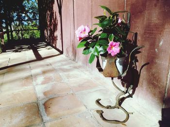 Close-up of potted plant on table