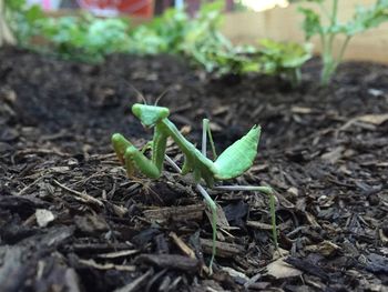 Close-up of grasshopper on a field