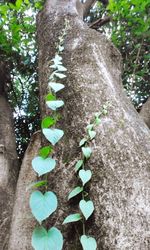 Close-up of plant growing on tree trunk