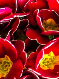 Full frame shot of red flowers