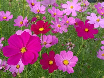 High angle view of flowers blooming on field