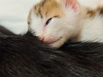 Close-up of cat