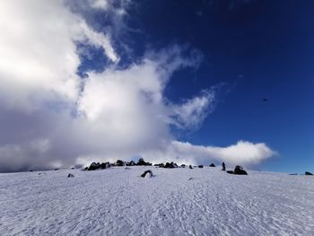 Birds flying over snow covered landscape