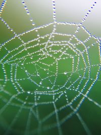 Close-up of spider web