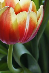 Close-up of flower blooming outdoors