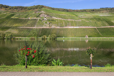 Scenic view of lake by green field