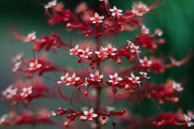 Close-up of red flowers against blurred background