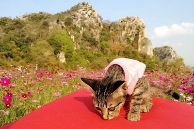 Cat looking away in flower pot