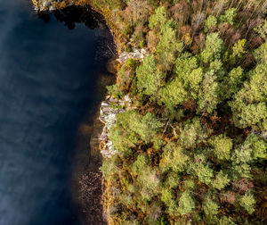 High angle view of trees by sea