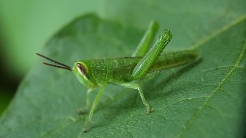 Close-up of insect on leaf