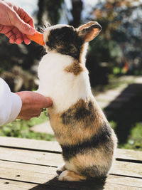 Close-up of hand holding cat