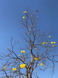 Low angle view of yellow flowers against clear blue sky
