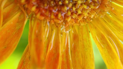 Close-up of yellow flower blooming outdoors