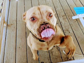 Close-up portrait of a dog