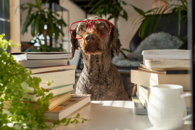 Portrait of dog sitting on table