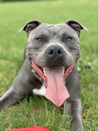 Portrait of a happy amstaff dog on field