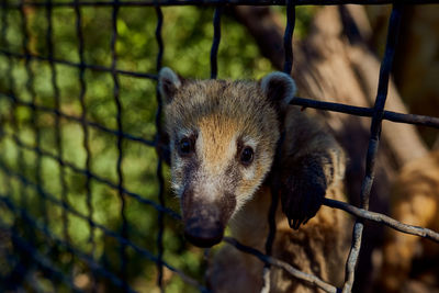 Close-up of an animal