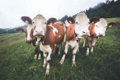 Cows standing on grassy field