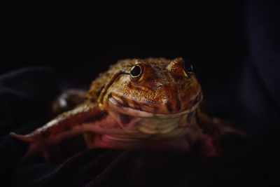 Close-up of frog against black background