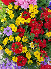 Close-up of multi colored flowers blooming outdoors