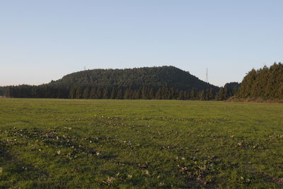 Scenic view of field against clear sky