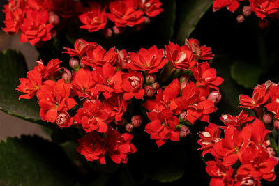 Close-up of red flowering plants