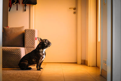 French bulldog waiting in front of kitchen door at home