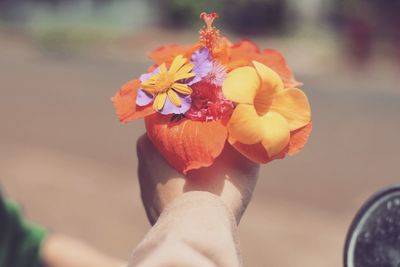 Close-up of hand holding rose flower